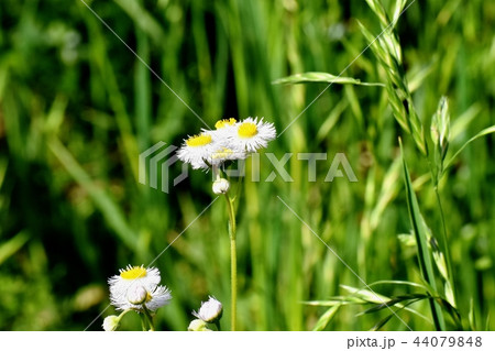 三鷹中原に咲くハルジオン 三鷹中原に咲くハルジオン 44079848