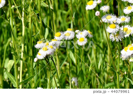 三鷹中原に咲くハルジオン 44079961