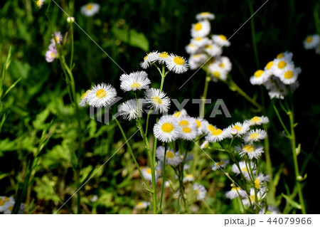 三鷹中原に咲くハルジオン 44079966