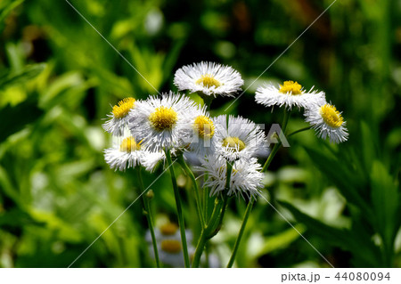 三鷹中原に咲くハルジオン 44080094