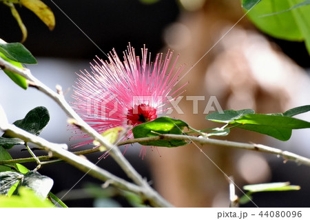 調布の植物園に咲くカリアンドラセロイ(トキワネム) 調布の植物園に咲くカリアンドラセロイ(トキワネム) 44080096