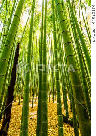 鎌倉 報国寺 鎌倉 報国寺 44080184