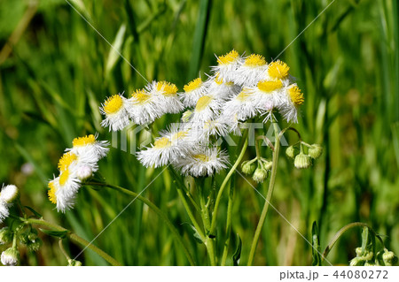 三鷹中原に咲くハルジオン 44080272