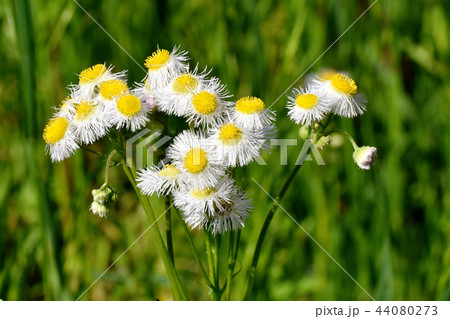 三鷹中原に咲くハルジオン 三鷹中原に咲くハルジオン 44080273