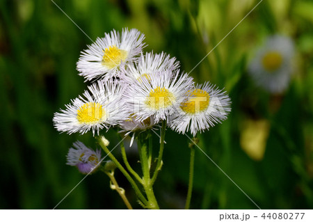 三鷹中原に咲くハルジオン 44080277