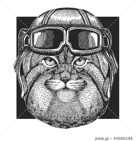 Manul, wild cat wearing aviator hat. Print for children clothes, tee, t-shirt. Pilot wild animal 44080298