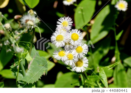 三鷹中原に咲くハルジオン 三鷹中原に咲くハルジオン 44080441