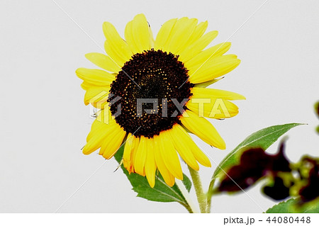 三鷹中原に咲くヒマワリ 三鷹中原に咲くヒマワリ 44080448