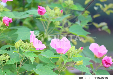 フヨウの花 44080461