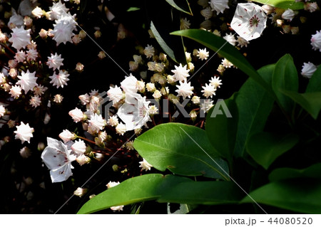 三鷹中原に咲くカルミア(アメリカシャクナゲ) 三鷹中原に咲くカルミア(アメリカシャクナゲ) 44080520