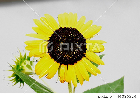 三鷹中原に咲くヒマワリ 44080524