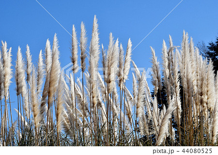 調布の植物園に咲くパンパスグラスの穂 44080525