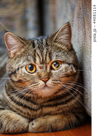 Portrait of a striped Scottish cat at home. 44081114
