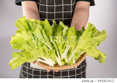 野菜 ベジタブル 青菜 44081412