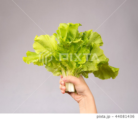 野菜 ベジタブル 青菜 44081436