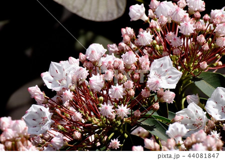 三鷹中原に咲くカルミア（アメリカシャクナゲ） 44081847