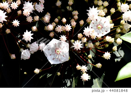 三鷹中原に咲くカルミア（アメリカシャクナゲ） 44081848