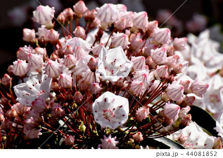 三鷹中原に咲くカルミア(アメリカシャクナゲ) 三鷹中原に咲くカルミア(アメリカシャクナゲ) 44081852