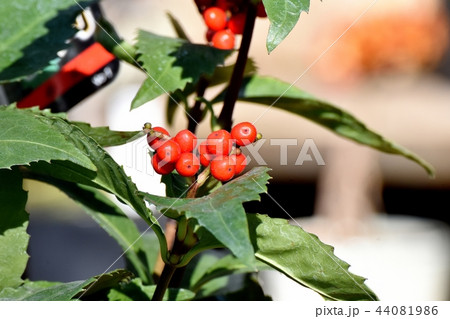 三鷹中原になるセンリョウ（千両）の実 44081986