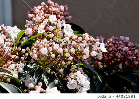 三鷹中原に咲くカルミア（アメリカシャクナゲ） 44081991