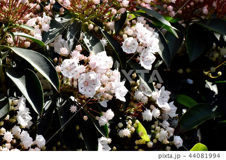 三鷹中原に咲くカルミア（アメリカシャクナゲ） 44081994