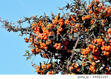三鷹中原になるピラカンサ（タチバナモドキ） 44082297