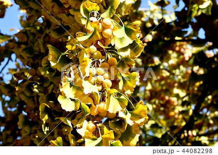 三鷹仙川隣接公園になる銀杏 44082298
