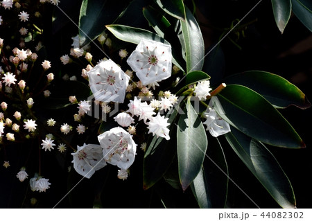 三鷹中原に咲くカルミア(アメリカシャクナゲ) 三鷹中原に咲くカルミア(アメリカシャクナゲ) 44082302