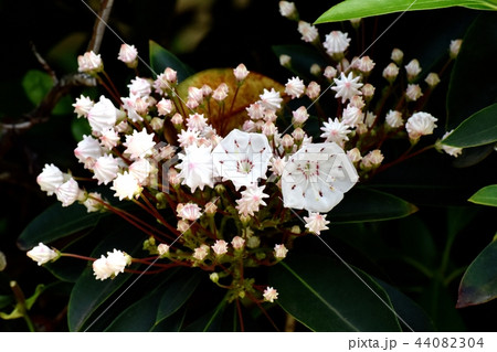 三鷹中原に咲くカルミア（アメリカシャクナゲ） 44082304