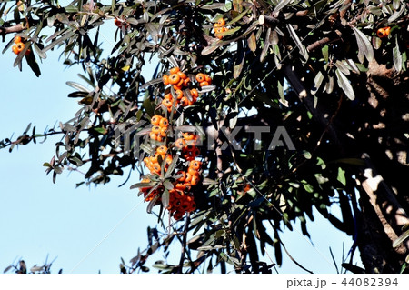 三鷹中原になるピラカンサ（タチバナモドキ） 44082394