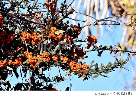 三鷹中原になるピラカンサ（タチバナモドキ） 44082395
