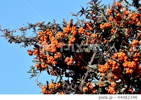 三鷹中原になるピラカンサ（タチバナモドキ） 44082396