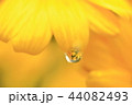 雫に浮かぶ花びら 44082493