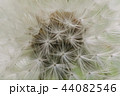 綿毛の海 44082546