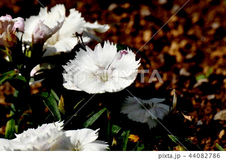 三鷹中原に咲く白いセキチク（カラナデシコ） 44082786