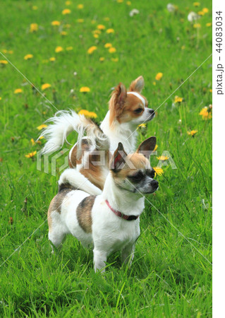 two chihuahua in the green grass two chihuahua in the green grass 44083034