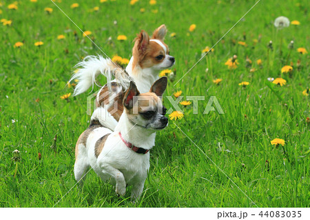 two chihuahua in the green grass two chihuahua in the green grass 44083035
