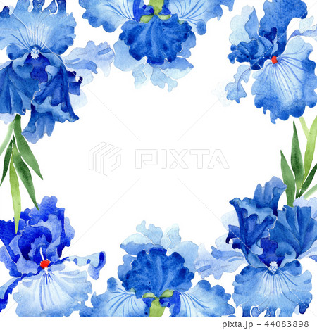 Watercolor blue iris flower. Floral botanical... - Stock Illustration  [44083898] - PIXTA