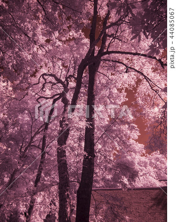 Infrared fine art photography : Tree Infrared fine art photography : Tree 44085067