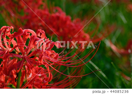彼岸花 44085236
