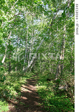 半月湖周辺の散策コース 半月湖周辺の散策コース 44085349