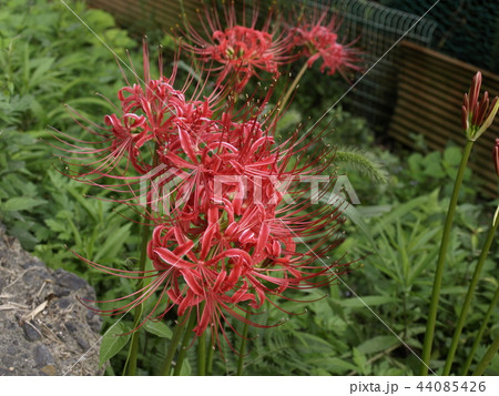 彼岸花 44085426