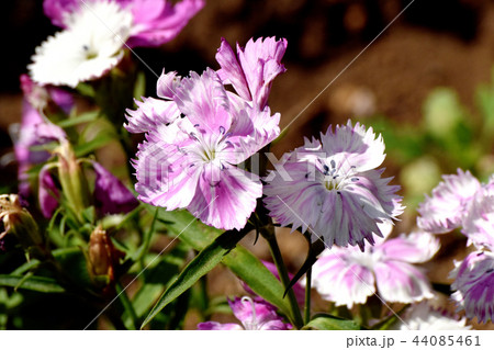 三鷹中原に咲く淡い紫と白の複色セキチク(カラナデシコ) 三鷹中原に咲く淡い紫と白の複色セキチク(カラナデシコ) 44085461