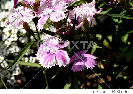 三鷹中原に咲く淡い紫と白の複色セキチク（カラナデシコ） 44085462