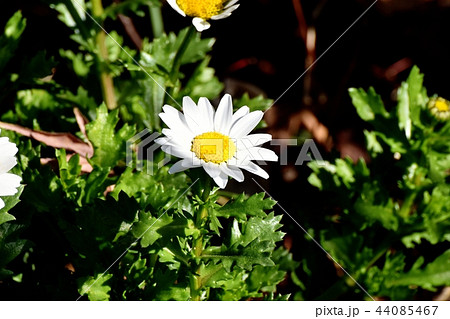 三鷹中原に咲く白いカンシロギク（ノースポール）. 44085467