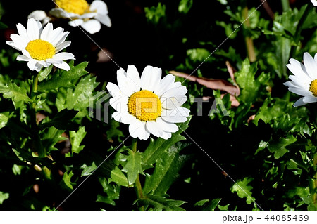 三鷹中原に咲く白いカンシロギク（ノースポール） 44085469