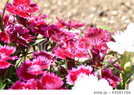 三鷹中原に咲く赤とピンク複色のアメリカナデシコ 三鷹中原に咲く赤とピンク複色のアメリカナデシコ 44085766