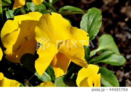 三鷹中原に咲く黄色いビオラ 三鷹中原に咲く黄色いビオラ 44085768