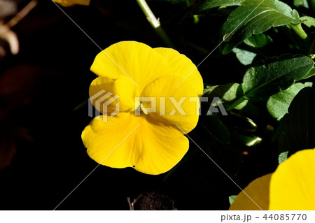 三鷹中原に咲く黄色いビオラ 44085770
