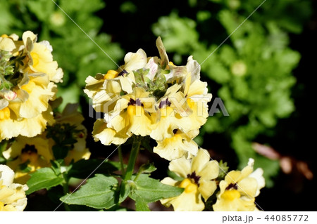 三鷹中原に咲くリナリア 44085772